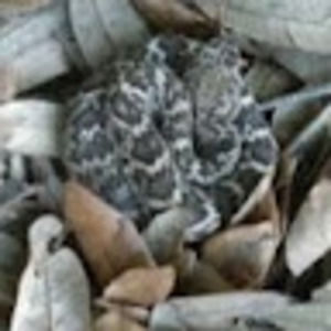 Meet your Posher, Edith